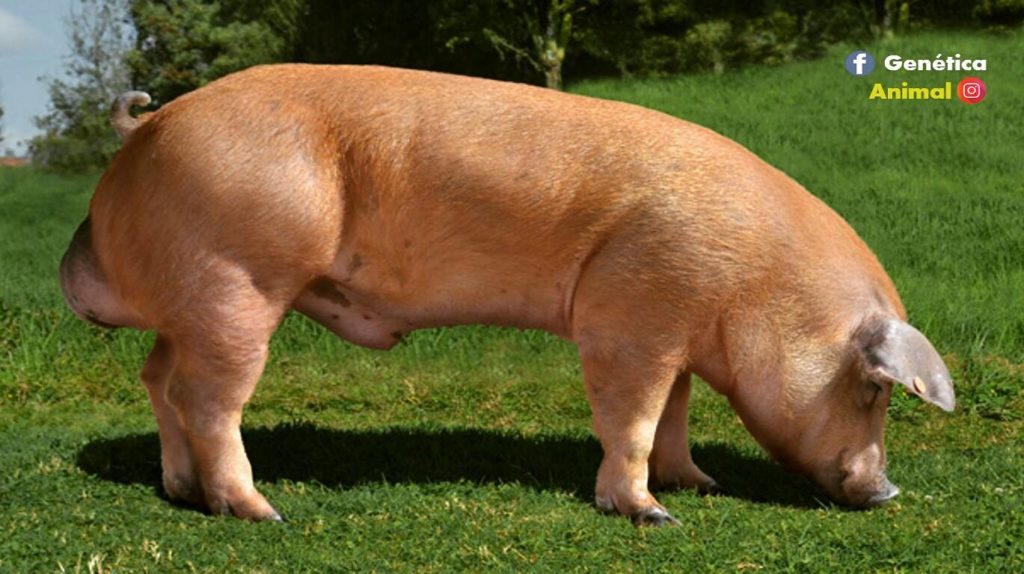 cerdo para engordar rapido