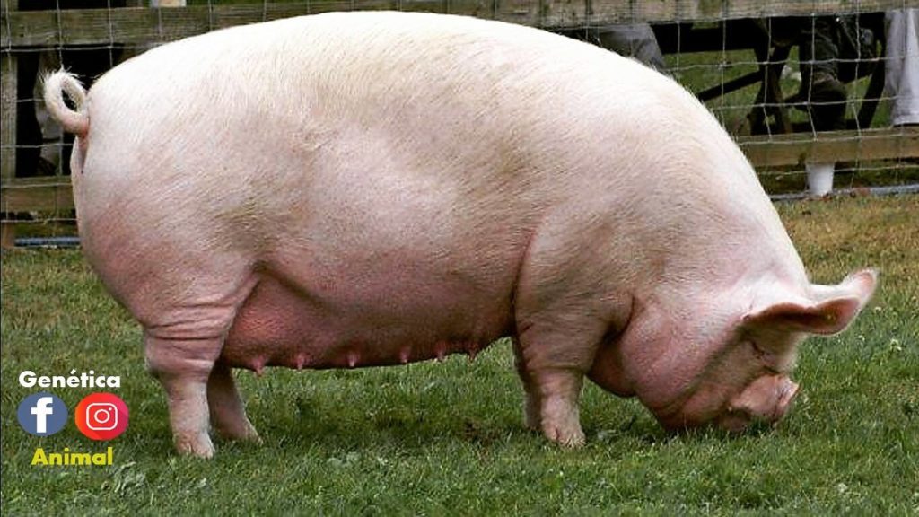 cerdo porcino gordo