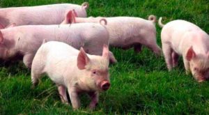 Cosas que quizás no sabias de los cerdos