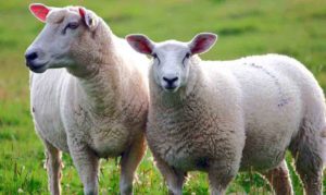 Datos curiosos sobre las ovejas