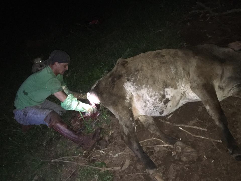 ayudando a una vaca con problemas de parto