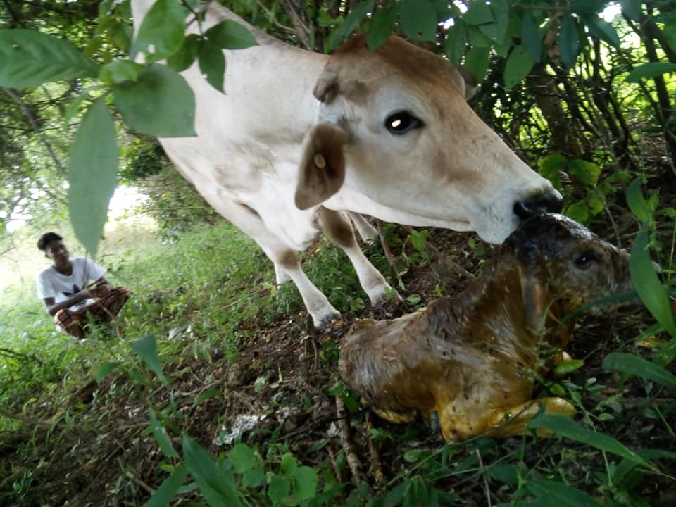 vaca con problemas de parto