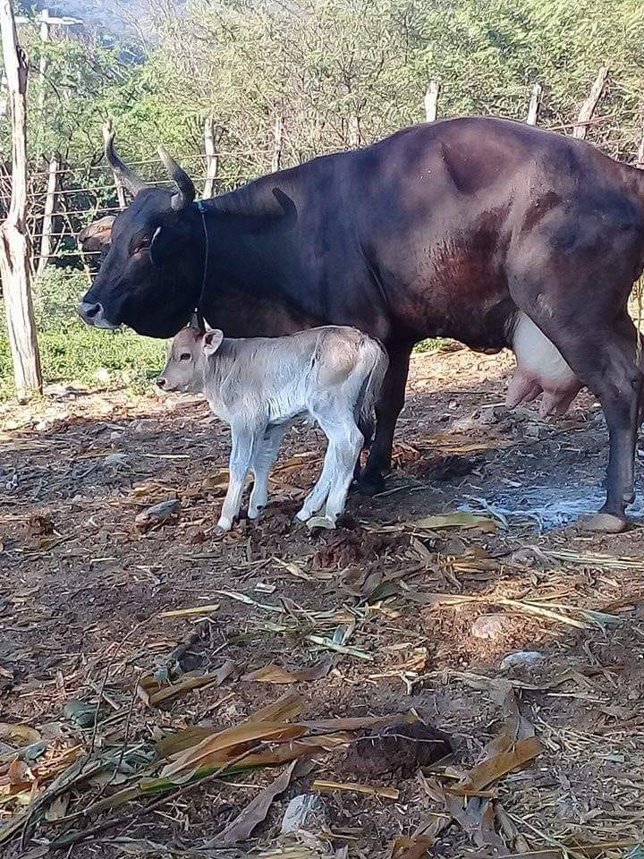 vaca que no puede parir