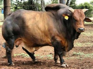 toro reproductor raza BORAN