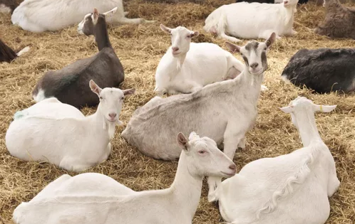 Cómo aumentar la cría de cabras