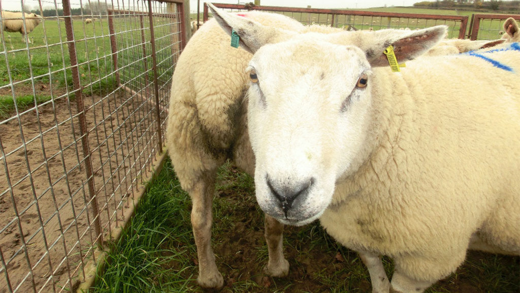 ovejas cercas y corrales