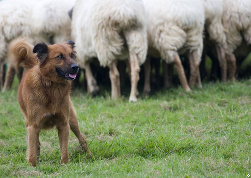 perro pastor de ovejas