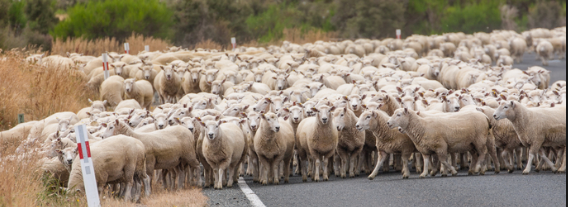 rebaño grupo de ovejas