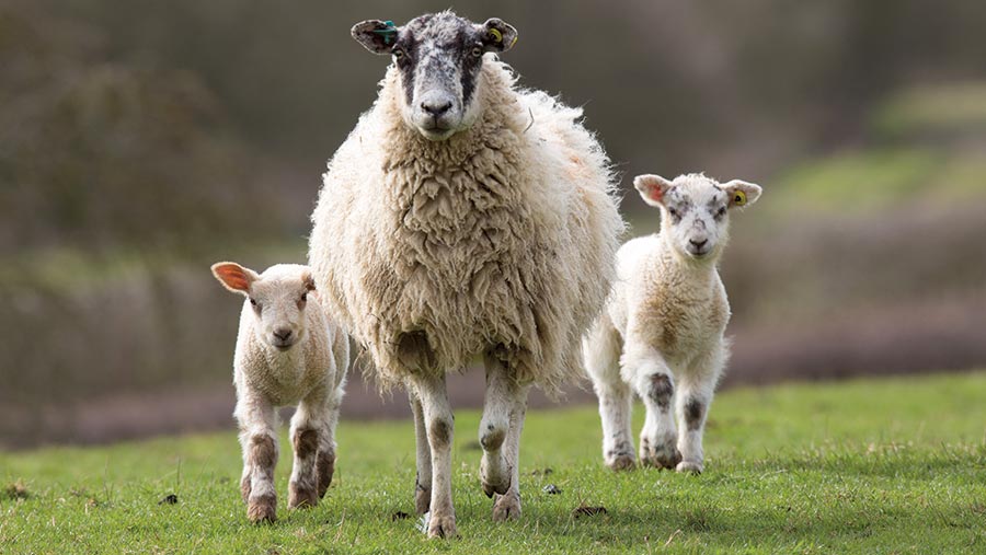 tips y consejos para cuidar ovejas