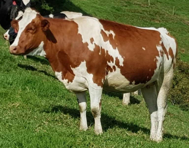 Origen E Historia Del Ganado Holstein - Todo Sobre Ganado