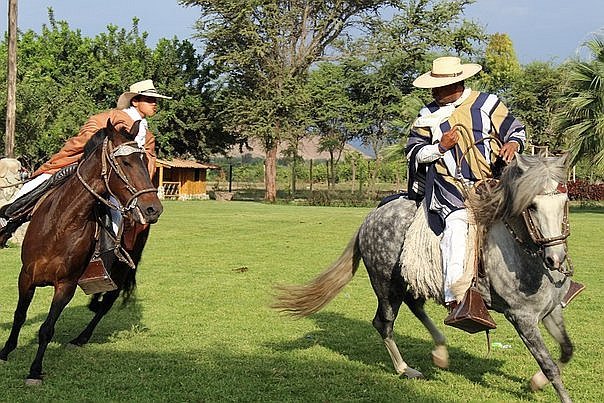 caballo peruano de paso fino