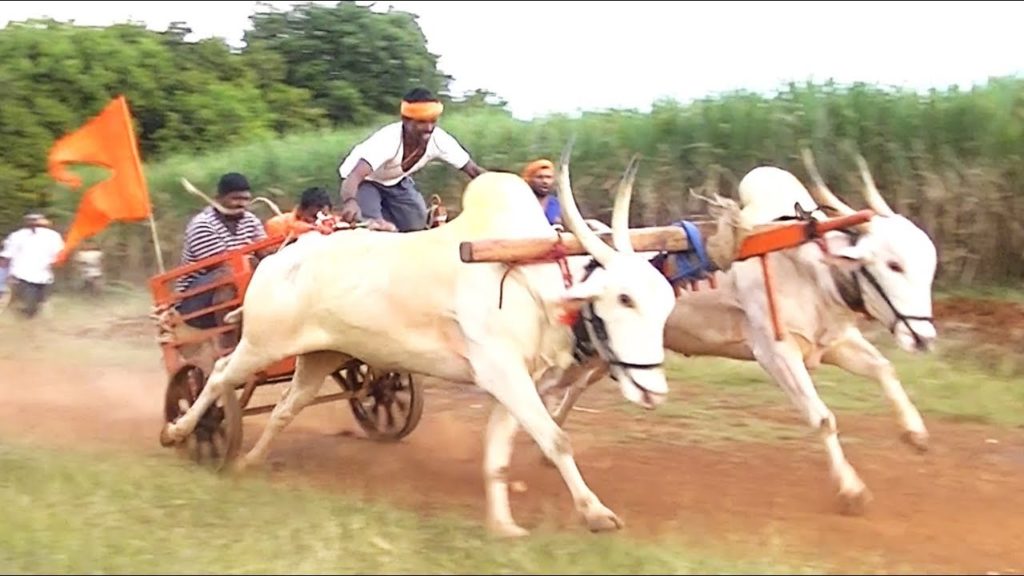 Khillari vaca ganado raza