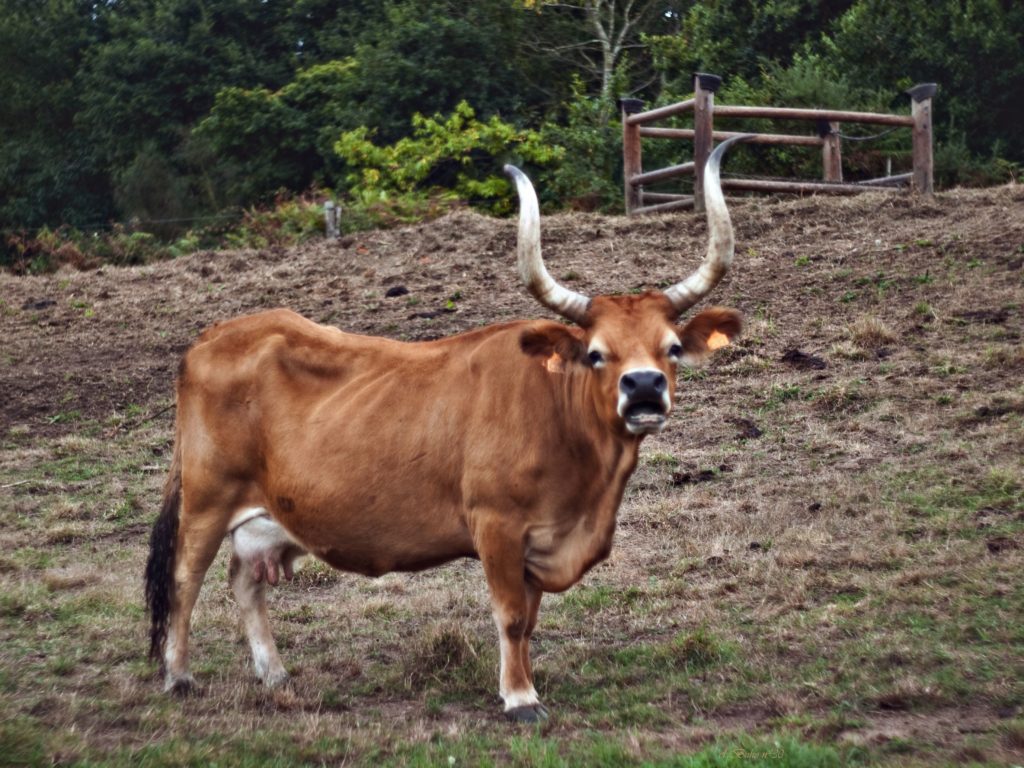 cachena raza de ganado de portugal