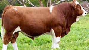 simmental