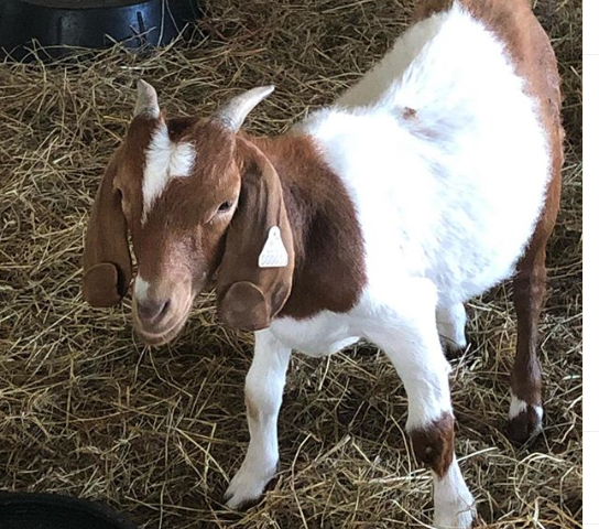 guia completa para criar cabras