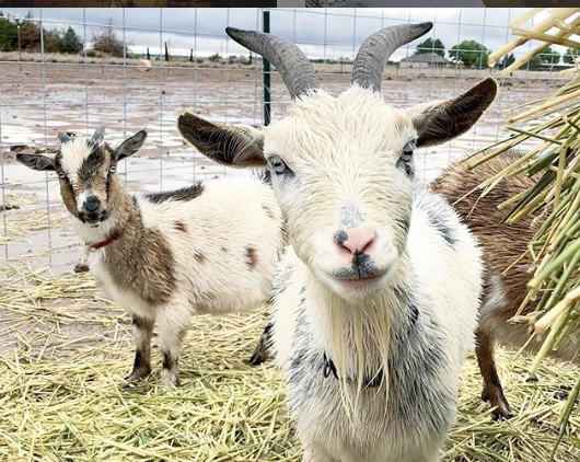 negocio de cria de cabras