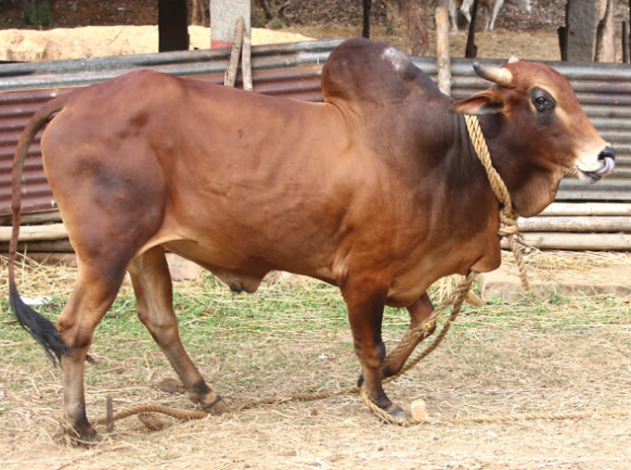 raza de ganado kandhari rojo toro