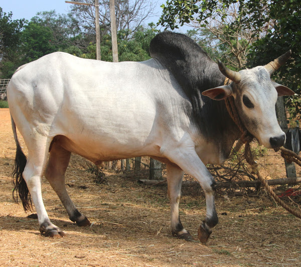 raza de ganado kherigarh