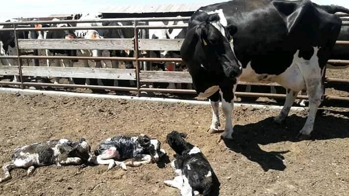 vaca con tres crías parto unico