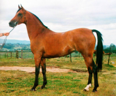 caballo árabe de australia
