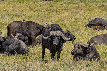 imagen fotografia de un bufalo
